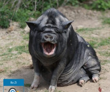 Jour du Cochon de Terre dans un mois et une année du Serpent