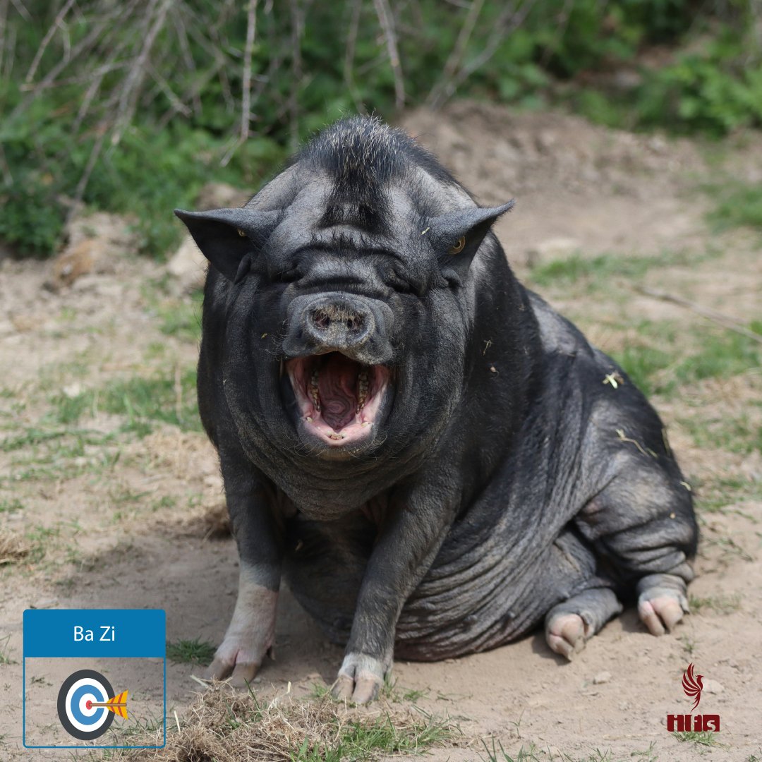 Jour du Cochon de Terre dans un mois et une année du Serpent