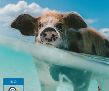 Pilier du Jour : Cochon d’Eau Yin