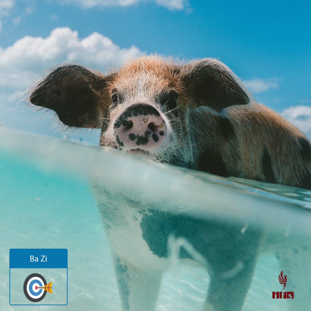 Pilier du Jour : Cochon d’Eau Yin
