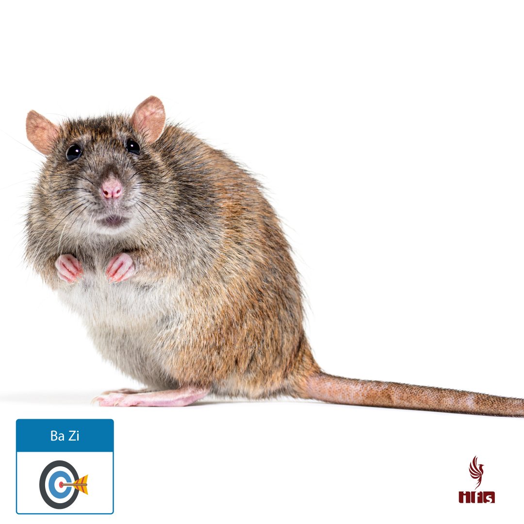 Branche Terrestre Zi (子) — Le Rat