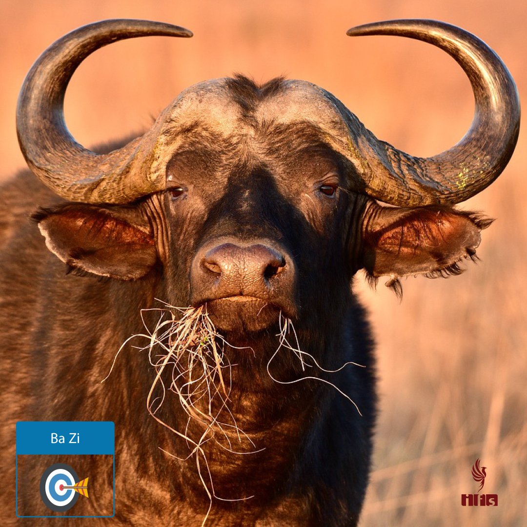 Branche Terrestre Chou (丑) — Le Buffle