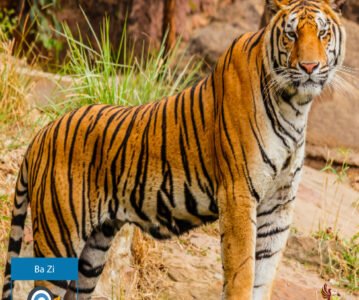 Branche Terrestre Yin (寅) — Le Tigre