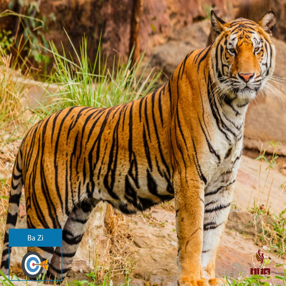 Branche Terrestre Yin (寅) — Le Tigre