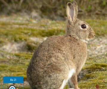 Branche Terrestre Mao (卯) — Le Lièvre