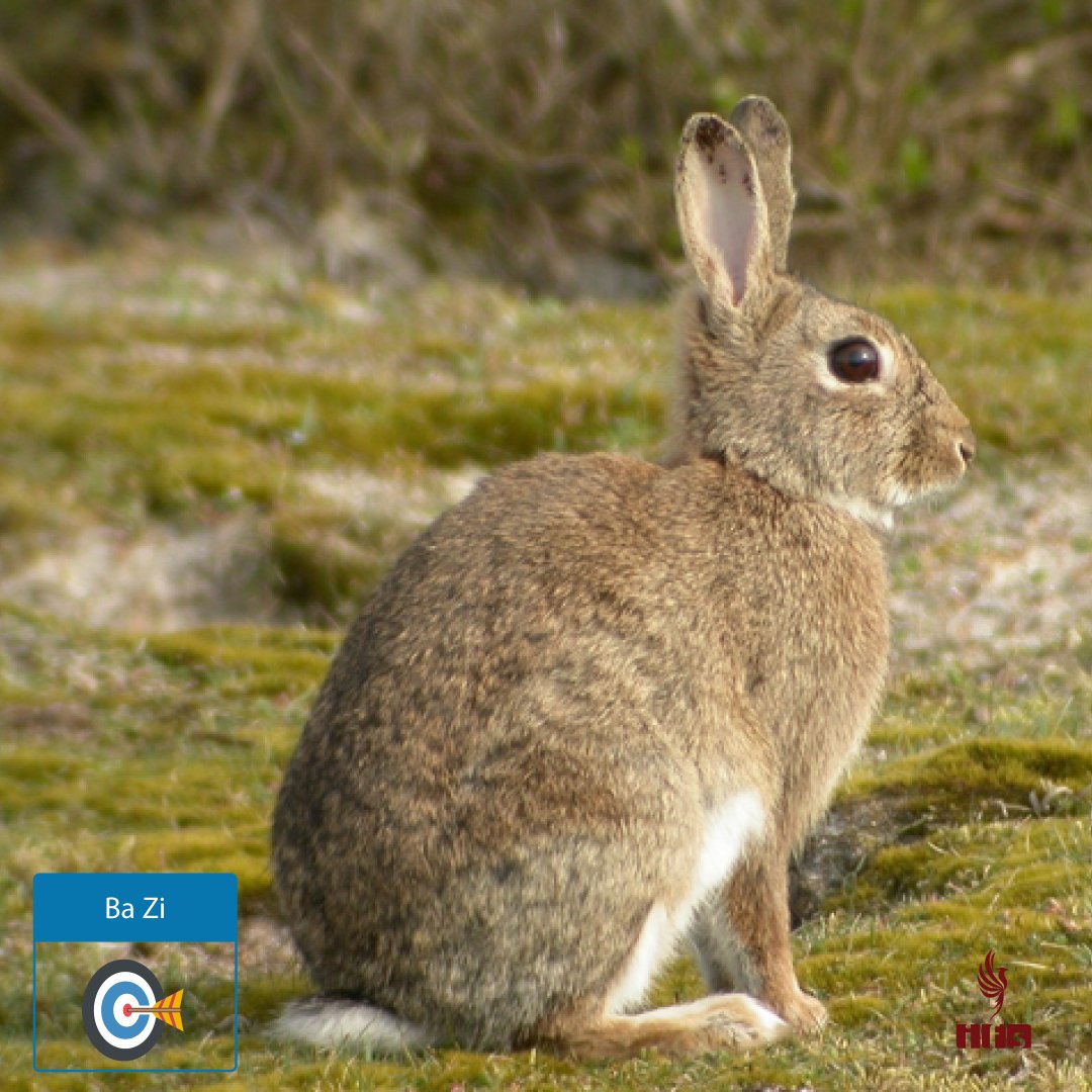 Branche Terrestre Mao (卯) — Le Lièvre