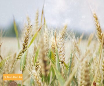 Tian Rui (天芮) – L’Étoile du Grain