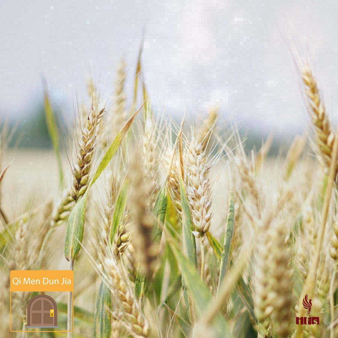 Tian Rui (天芮) – L’Étoile du Grain