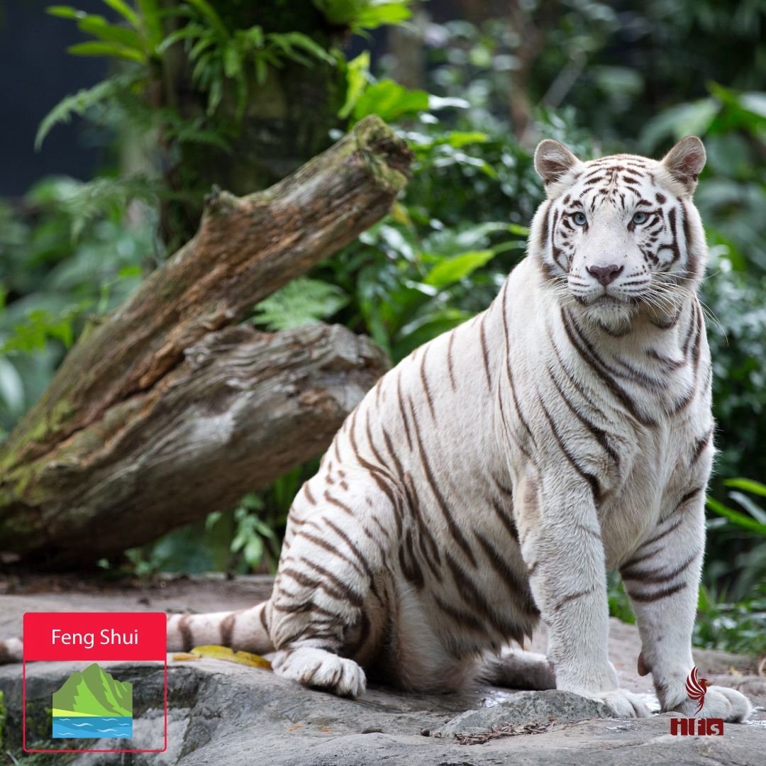 Le Tigre Blanc – Force & Rigueur