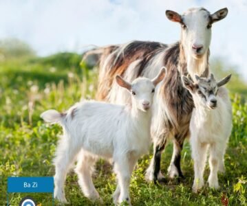 Branche Terrestre Wei (未) — La Chèvre
