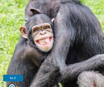 Branche Terrestre Shen (申) — Le Singe