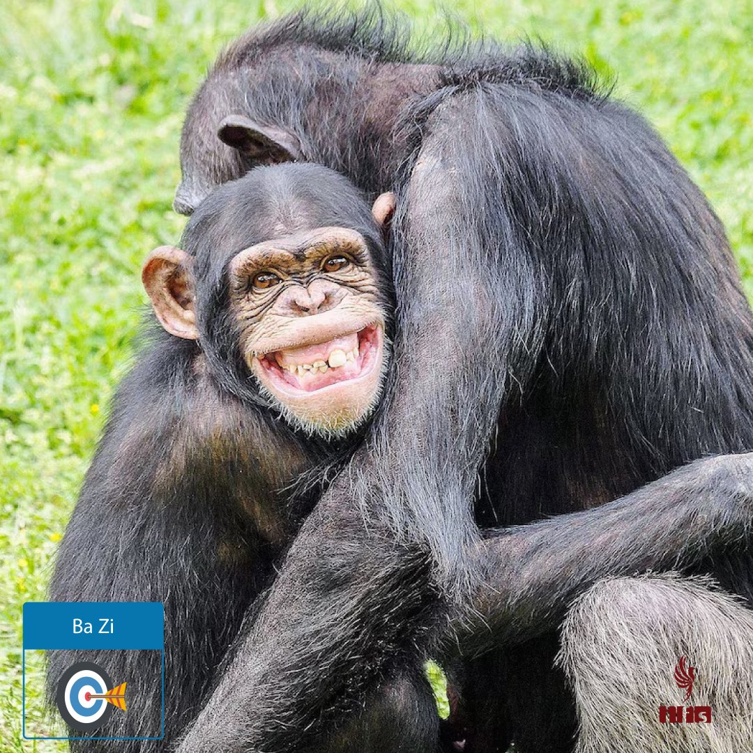 Branche Terrestre Shen (申) — Le Singe